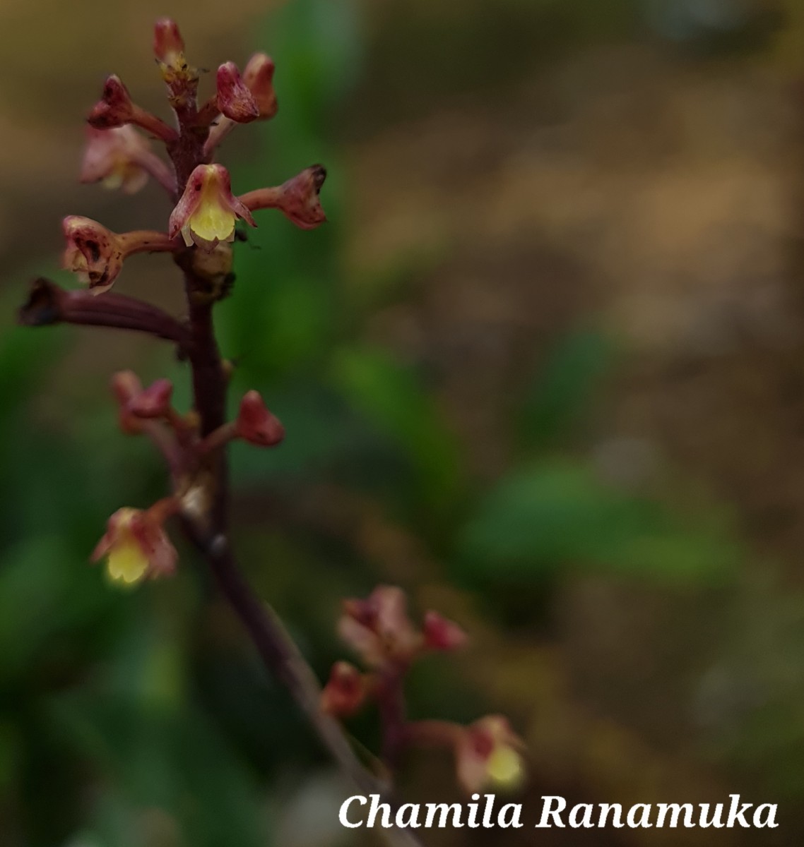 Polystachya concreta (Jacq.) Garay & H.R.Sweet